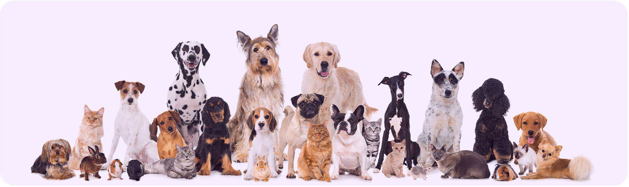 Policy Pets